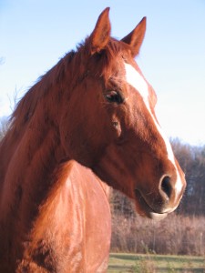 Obrazek